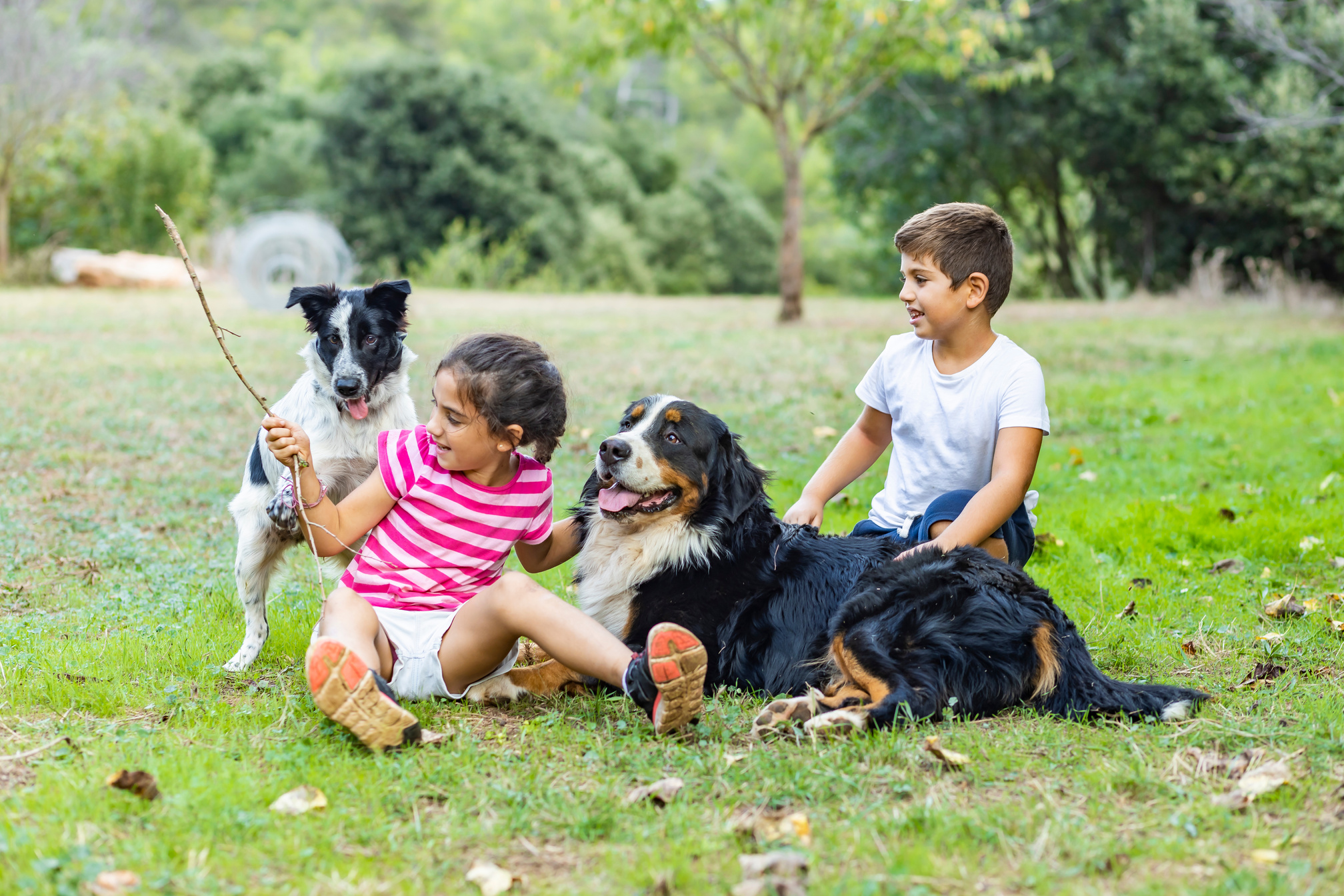 Kids Playing with Dogs Outdoors